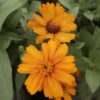 Zinnia Zahara Orange
