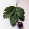 American Gooseberry