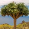 Dragon Tree