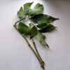 American Elderberry Cuttings