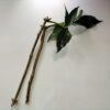 European Black Elderberry Cuttings