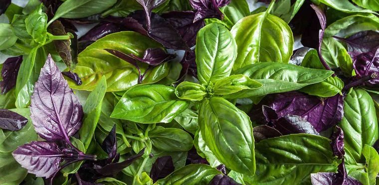 Growing Basil