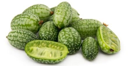 Growing Cucamelon
