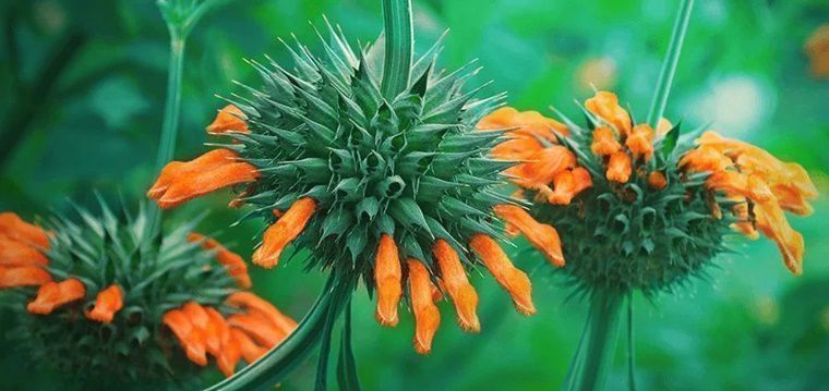 Leonotis Medicinal Uses