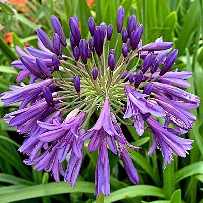 Purple African Lily