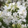 White African Lily