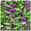 Bodinier’s Beautyberry