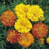 Bonita Mix Marigold