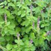 Holy Basil