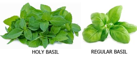 Basil versus Holy Basil