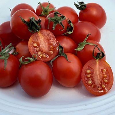 The Principe Borghese tomato