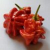 Red Brazilian Starfish Pepper