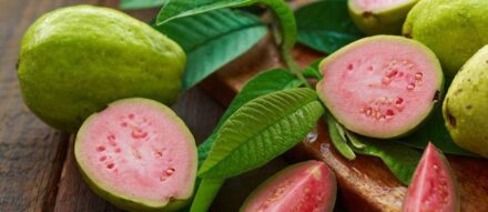 growing guava tree