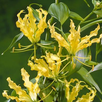 Flame Lily Yellow