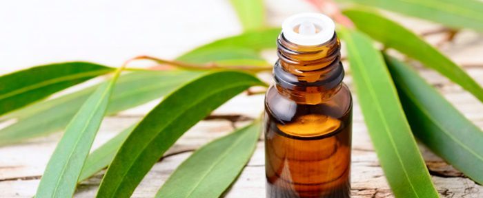 Tea Tree Medicinal Uses