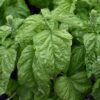 Mammoth Basil - 100 Seeds