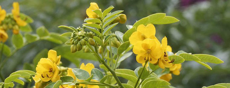 Growing Senna - Seeds and Plants