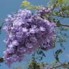 Jacaranda Tree