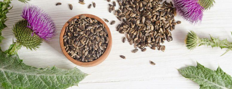 Milk Thistle Medicinal Uses