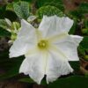 Wild Cotton