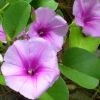 Beach Morning Glory
