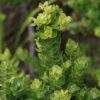 Dune Waxberry