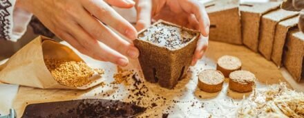 Seed Stratification Explained