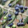 Wild Olive