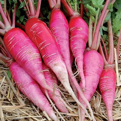 China Rose Radish