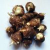 Taro Corms