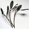 Bay Leaf Tree Cuttings