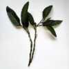 Pepino Melon Cuttings