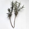 Rosemary Cuttings