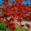 Common Coral Tree
