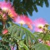 Persian Silk Tree