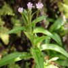 Small Flower Willow Herb