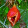 Southern Balsam Pear