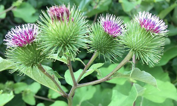 Growing Burdock From Seed to Harvest