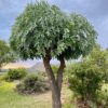 Mountain Cabbage Tree