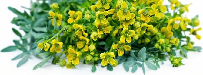 Growing Rue Herb from Seed to Harvest