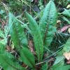 Chicory Madgeburg