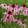 Echinacea pallida