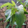 Bitter Leaf