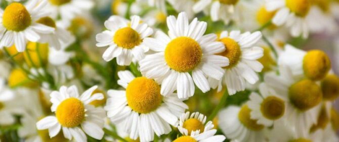 Growing Chamomile