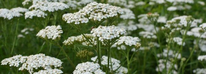 Growing Yarrow