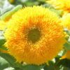 Dwarf Sungold Sunflower