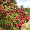 English Hawthorn
