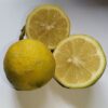 Eureka Lemon Tree