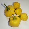 Yellow Brazilian Starfish Pepper