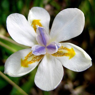 Dietes Iridioides